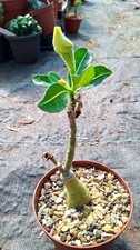 Adenium obesum yellow