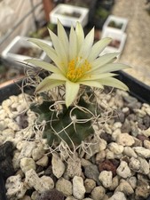 Turbinicarpus macrochele vaso - turbinicarpus,