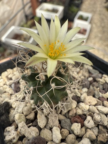Turbinicarpus macrochele vaso - turbinicarpus,
