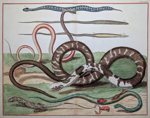 Albertus seba 1735 stampa - albertus,