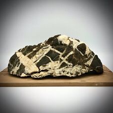 Suiseki "Last snow of spring, the thaw" Palombino Liguria 25X12X8 cm NO DAIZA