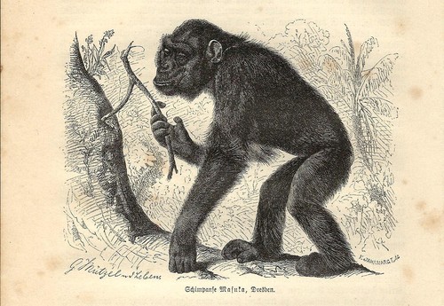 Stampa antica scimmia - stampa,