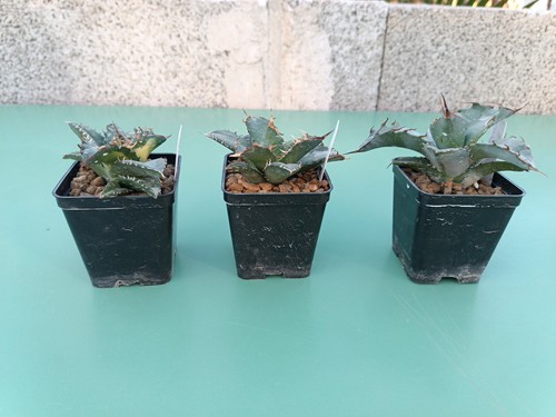 Agave titanota f076 solar - agave,