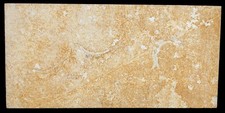 Malm 3x Leptolepides