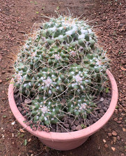 MAMMILLARIA COMPRESSA SUBS