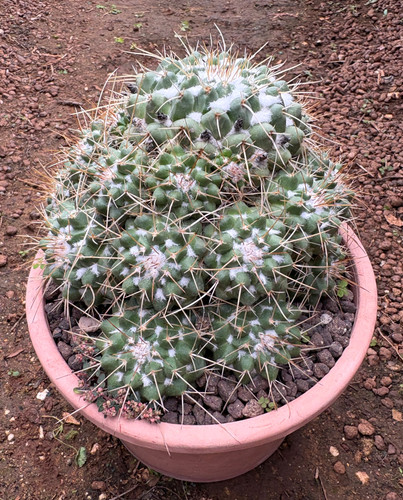 Mammillaria compressa subs - mammillaria,