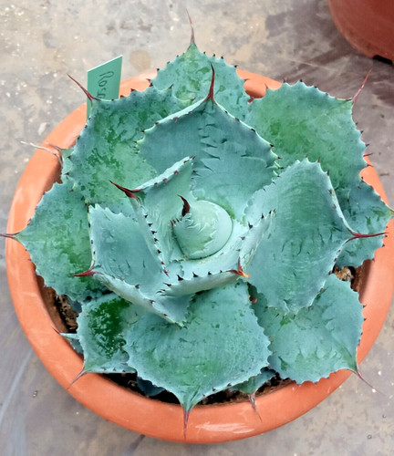 Agave rosa gorda ssp - rosa,