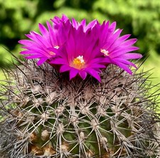 Turbinicarpus horripilus seeds - turbinicarpus,