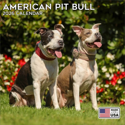 American pitbull terrier - american,