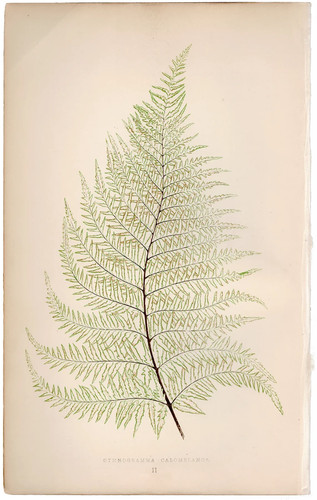 Antica stampa botanica 1872