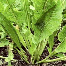 ???3 Radici di Rafano BIO/ Armoracia Rusticana/ Barbaforte/ Cren da interrare