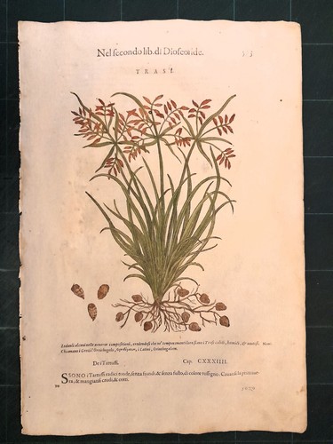 Mattioli matthioli erbario - erbario, a