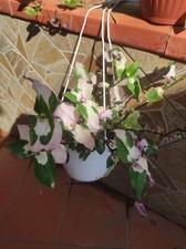 ?1 Talea di TRADESCANTIA BLUSHING BRIDE Pink ANDERSONIANA Arrossire +1 Omaggio 