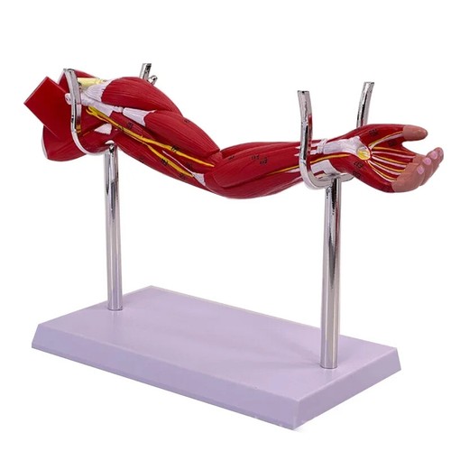 Arto braccio anatomia - braccio,