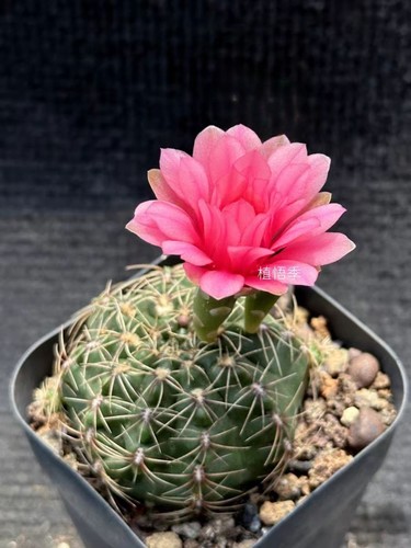 Rara pianta succulenta