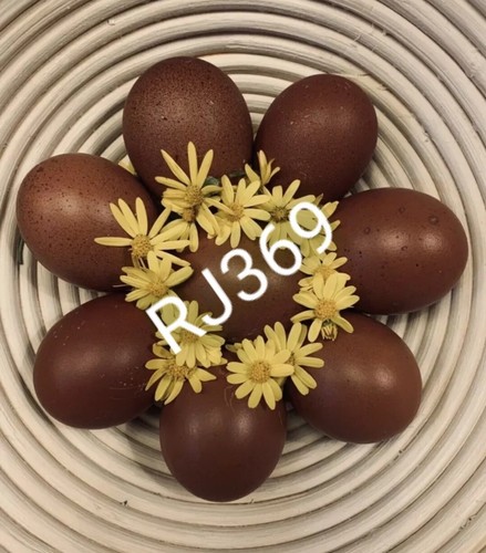 Wow black copper marans - 《wow,