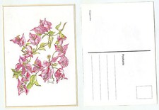 17213 - Bouganvillea -