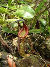 NEPENTHES FUSCA - PIANTA CARNIVORA, 10 SEMI