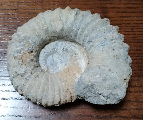 Fossile ammonite misura 15 - fossile,