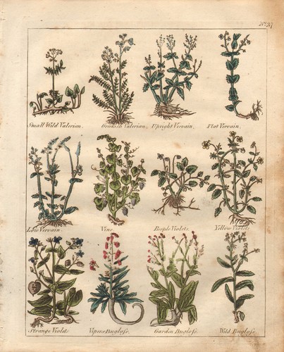 1810 print culpepers herbal - print,