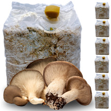 6 KIT COLTIVAZIONE FUNGHI