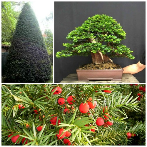 Semi taxus baccata - semi,