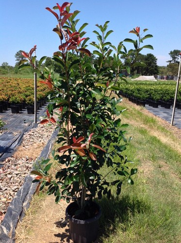 Photinia fraseri red robin - fraseri,