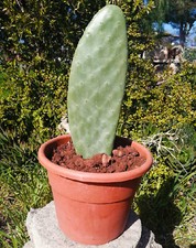 Fico d'india senza spine pala con RADICE - Pianta Opuntia Santamaria