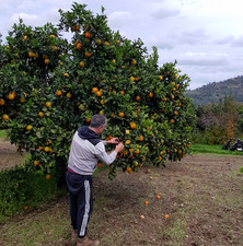 Arance Tarocco di Sicilia 16