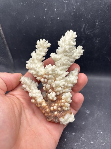 Corallo filippine 10cm x 8cm - corallo,,
