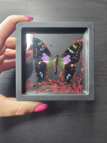 Entomologia tassidermia mini - entomologia,