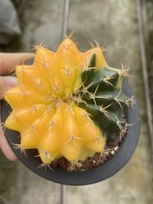 Discocactus ferricola coltivazione di semi variegati pianta succulenta WYSIWYG 8#