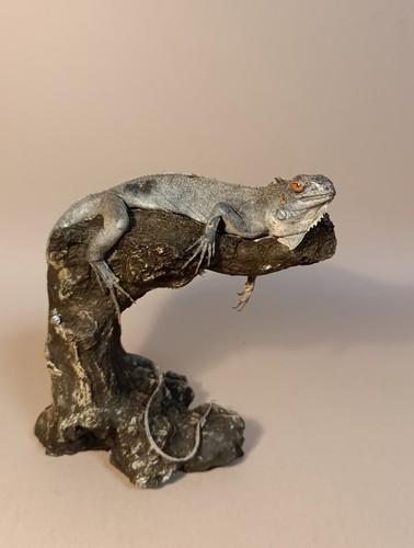 Taxidermy cabinet de - taxidermy,,
