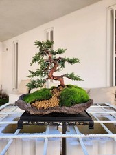 Bonsai di Kishu di Ginepro su Pietra (Altezza 30 cm)