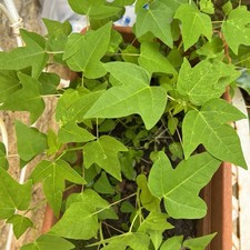 Papaya - 3 Piantine Da 25 Cm Cresciute In Sicilia