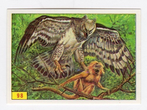 Figurina uccelli panini - figurina,