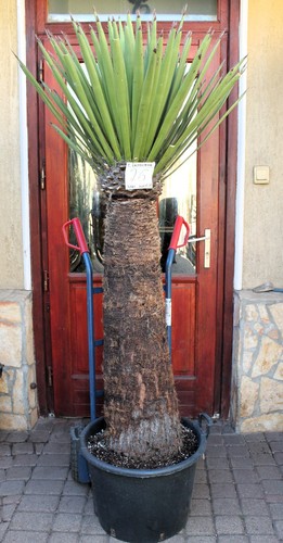 Yucca faxoniana dal messico - yucca,