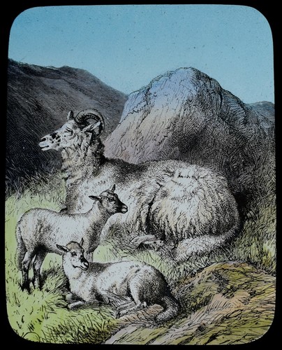 Sheep and lambs c1888 - sheep,