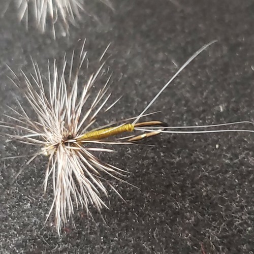 Trota mosca secca taglia - mosca,