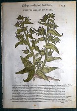 Stampa antica MATTIOLI MATTHIOLI erbario BUGLOSSA botanica 1585 Antique print