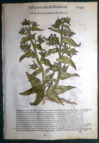 Stampa antica mattioli - antica,