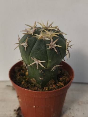 Echinocactus horizontalonius - echinocactus,
