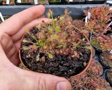 10 x Drosera intermedia