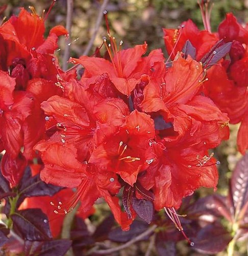 Azalea alto tronco royal - alto,