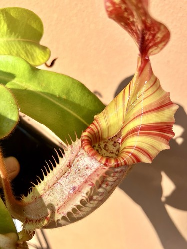 Nepenthes veitchii bario top - nepenthes,