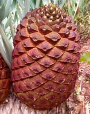 Encephalartos eugene-maraisii