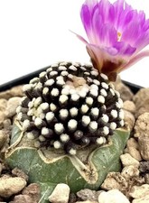 Mammillaria Luethyi  Vaso 7 Cm Innestata Su Glaucescens Pois Bianchi Nera Rare