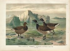 Stampa antica UCCELLI OCA COLOMBACCIO Branta bernicla Naumann 1897 Antique print