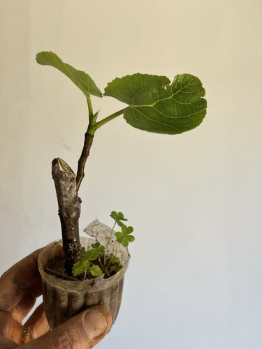 Fico ficus carica bonsai - bonsai,
