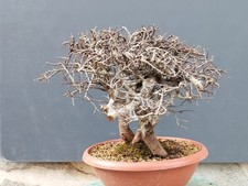 Pre-Bonsai Di Prunus Spinosa